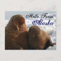 Hallo von Alaska Walrus Post Card