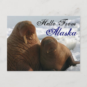 Hallo von Alaska Walrus Post Card Postkarte