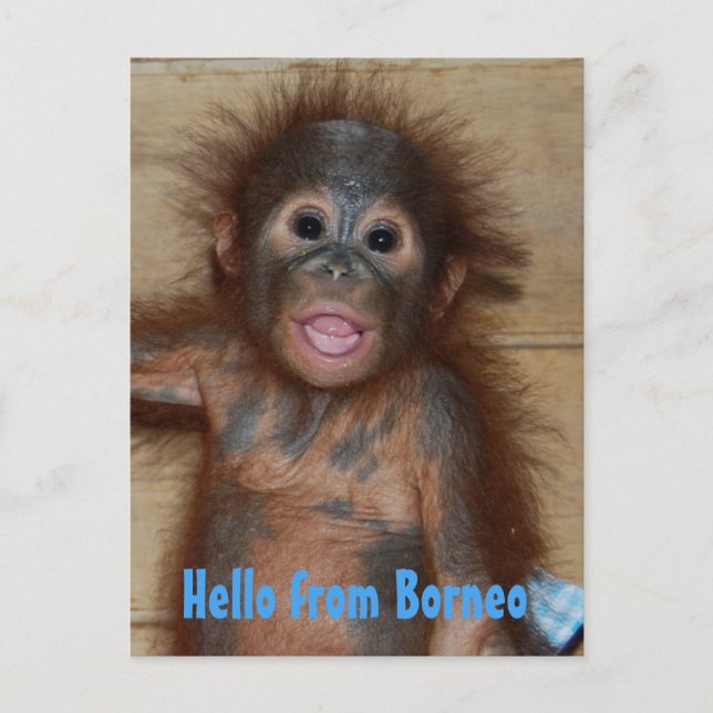 Hallo von Borneo Orangutan Orphan Rescue Postkarte (Vorderseite)