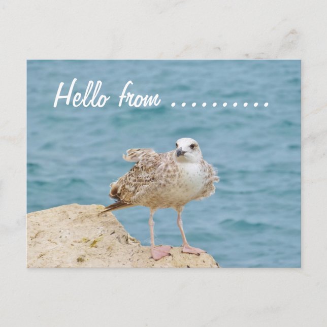 Hallo von......Seagull Postkarte (Vorderseite)
