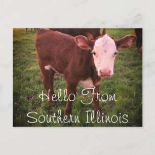 Hallo von Southern Illinois Calf Postcard Postkarte