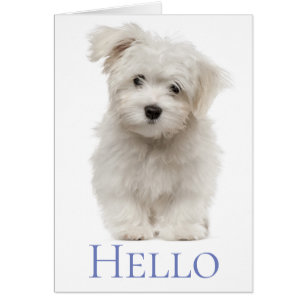 Hallo White Maltese Welpe Hund Denken Sie an Sie