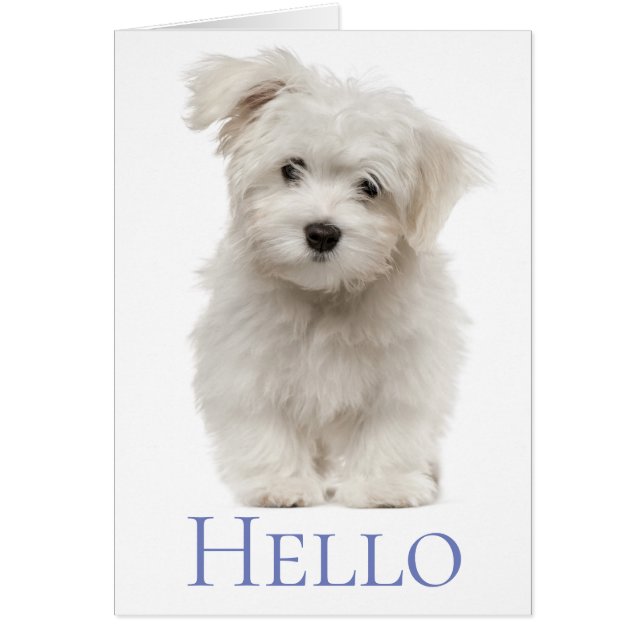 Hallo White Maltese Welpe Hund Denken Sie an Sie (Vorne)