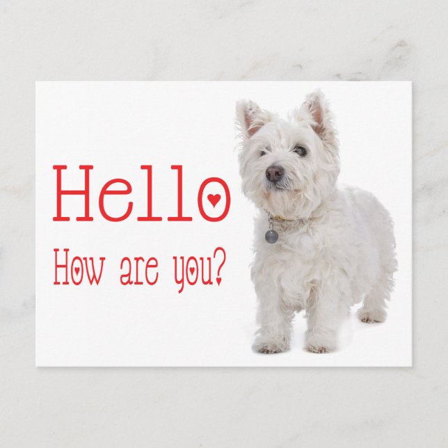 Hallo White West Highland Terrier Puppy Dog Postkarte (Vorderseite)