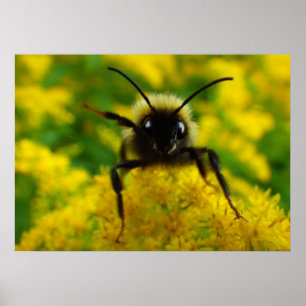 Hallo zur Öffentlichkeit Poster