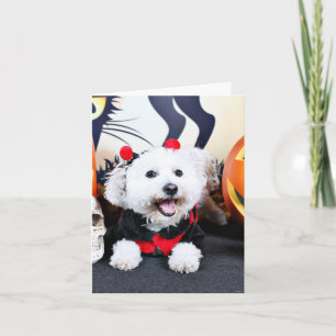 Halloween - Bichon Frise - Andi Karte