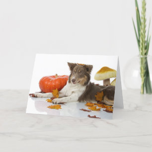 halloween border collie karte
