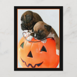 Halloween Boxer Welpen Postkarte