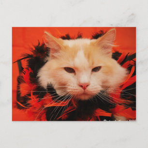 Halloween Cat Postkarte
