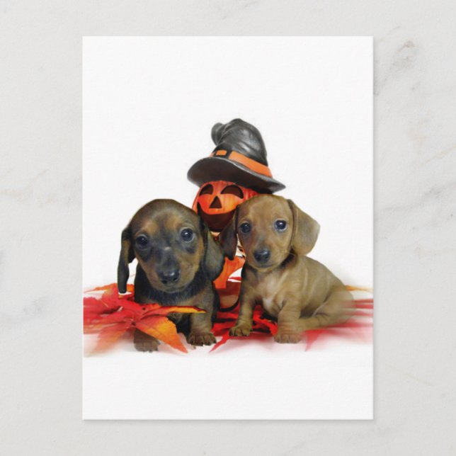 Halloween-Dackel-Welpen Postkarte (Vorderseite)