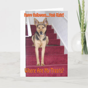 Halloween Deutscher Schäferhund Hund Traurig Keine Feiertagskarte