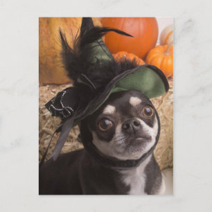 Halloween Dog Postkarte