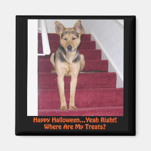 Halloween German Shepherd Hund Keine Leckereien Magnet