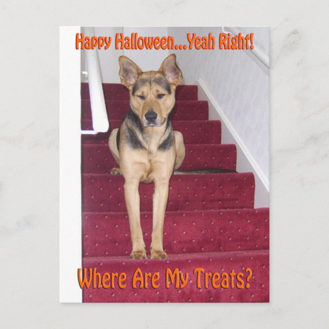Halloween Hund Keine Leckereien Postkarte (Vorderseite)