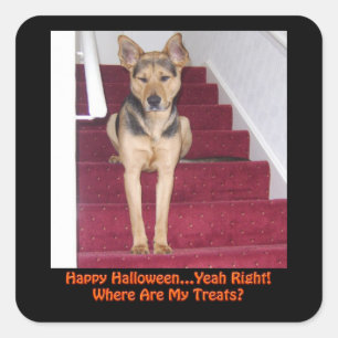 Halloween Hund Keine Leckereien Quadratischer Aufkleber