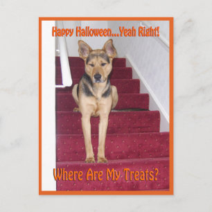 Halloween-Hund und keine Süßigkeiten Postkarte