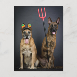 Halloween-Hunde Postkarte
