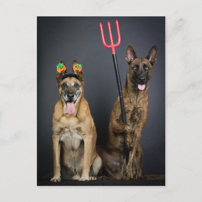 Halloween-Hunde Postkarte (Vorderseite)