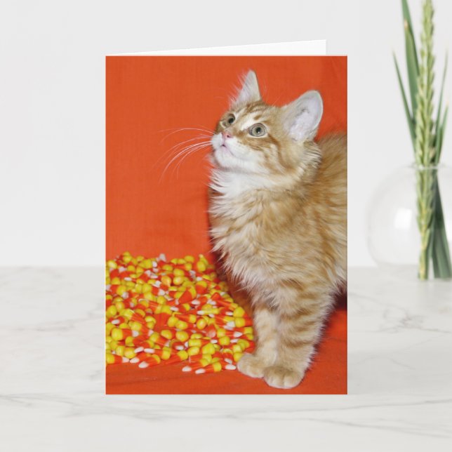 Halloween-Kätzchen Karte (Vorderseite)