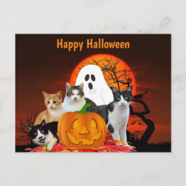 Halloween Katzen auf dem Friedhof mit Geist / Katz Postkarte