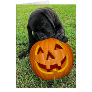 Halloween Pumpkin Puppy - Schwarzes Labor