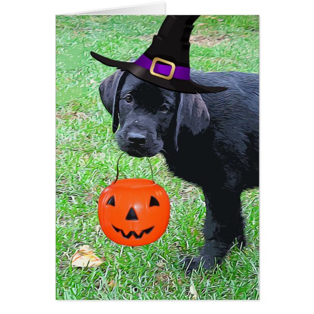 Halloween Pumpkin Puppy - Schwarzes Labor (Vorne)