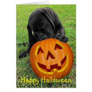 Halloween Pumpkin Puppy - Schwarzes Labor