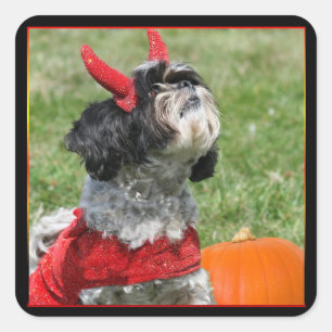 Halloween Shih Tzu Quadratischer Aufkleber