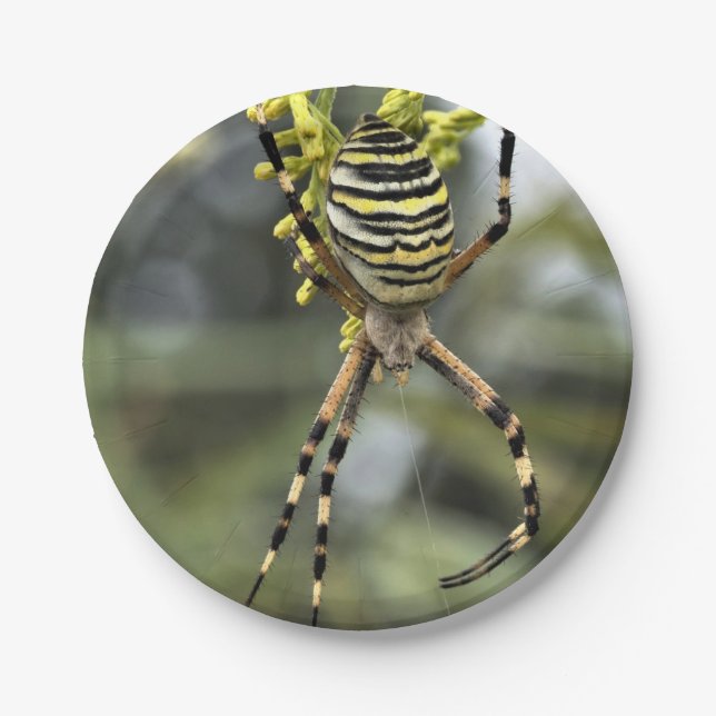 Halloween Spider Paper Plate Pappteller (Vorderseite)