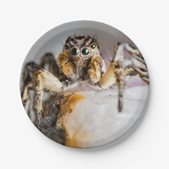 Halloween Spider Paper Plate Pappteller (Vorderseite)