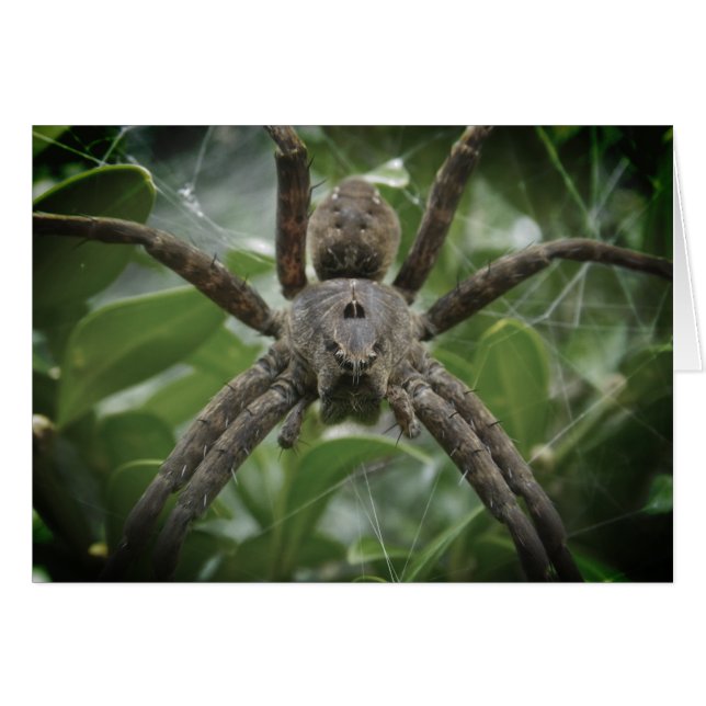 Halloween-Spinnenkarte (Vorderseite (Horizontal))