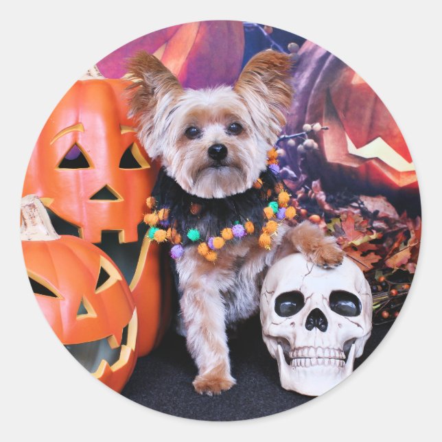 Halloween - Yorkie - Vinnie Runder Aufkleber (Vorderseite)