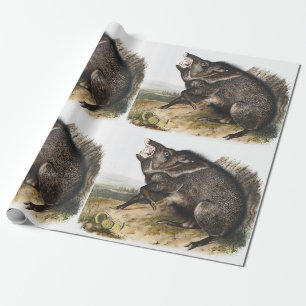 Halsband-Pekari Dycoteles torquatus Illustration Geschenkpapier