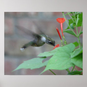 Halsbänder-Poster Poster