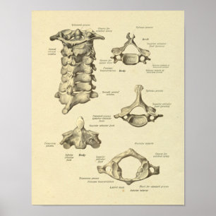 Halswirbelanatomie Atlas Axis Druck Poster