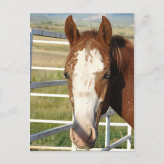 Halter frei postkarte