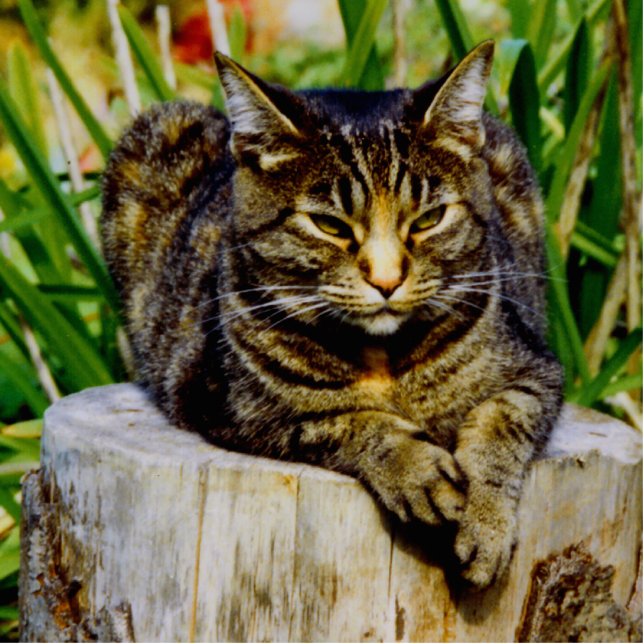 Haltungs-Katze Freistehende Fotoskulptur (Vorne)