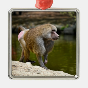 Hamadryas-Baboon auf dem Boden Ornament Aus Metall