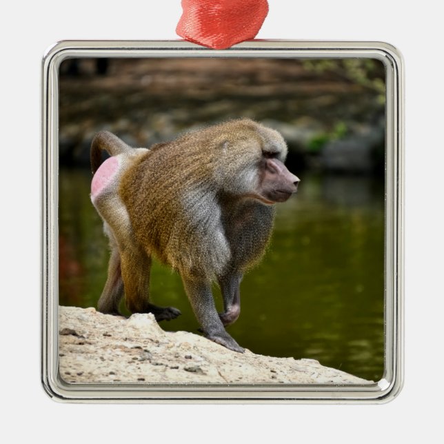 Hamadryas-Baboon auf dem Boden Ornament Aus Metall (Vorne)