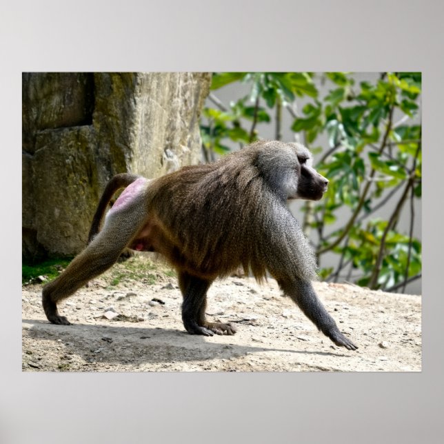 Hamadryas-Baboon auf dem Boden Poster (Vorne)