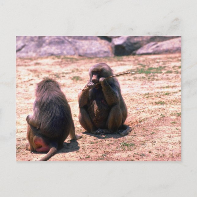 Hamadryas Baboons knacken aus Stock Postkarte (Vorderseite)