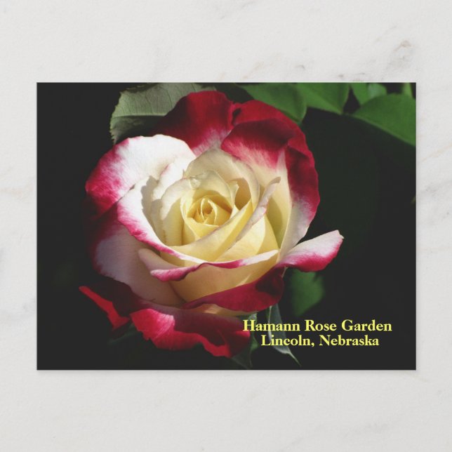 Hamann Rose Garden Double Delight Rose #190n 019 Postkarte (Vorderseite)