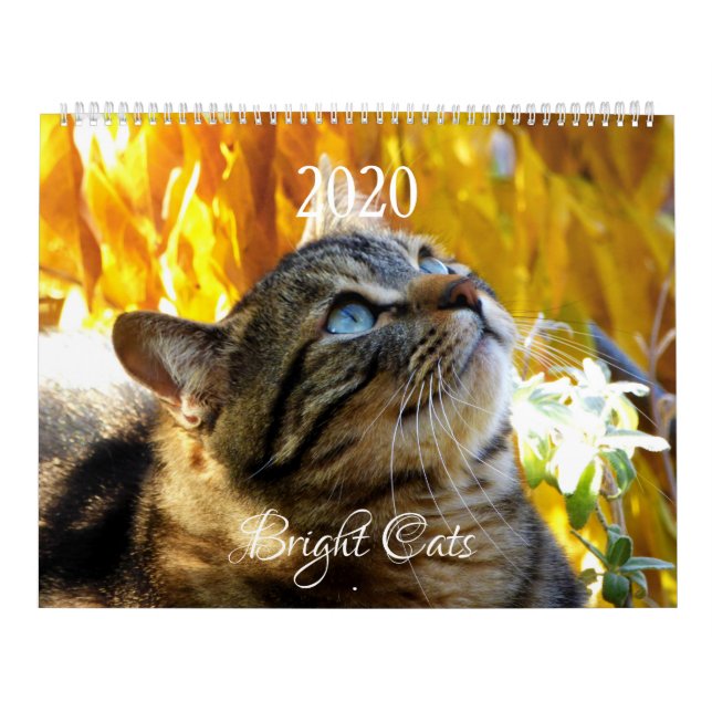 HAMbWG - Bright Cats Kalender (Titelbild)