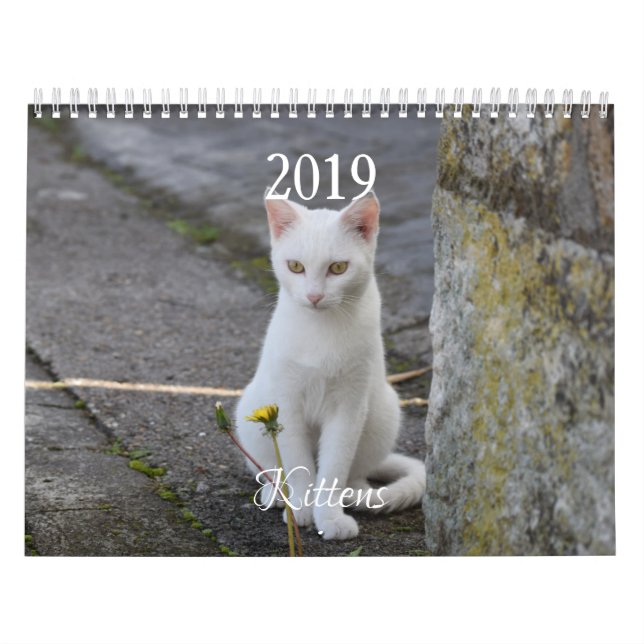 HAMbyWG Kitten Kalender (Titelbild)