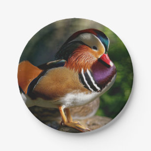 HAMbyWG - Papierplatte - Baby Mallard Pappteller