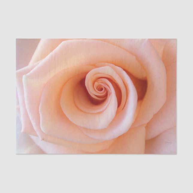 HAMbyWG - Peach-Rose Seidenpapier (Vorderseite)