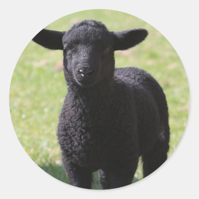HAMbyWG - Stickers - Black Sheep (Vorderseite)