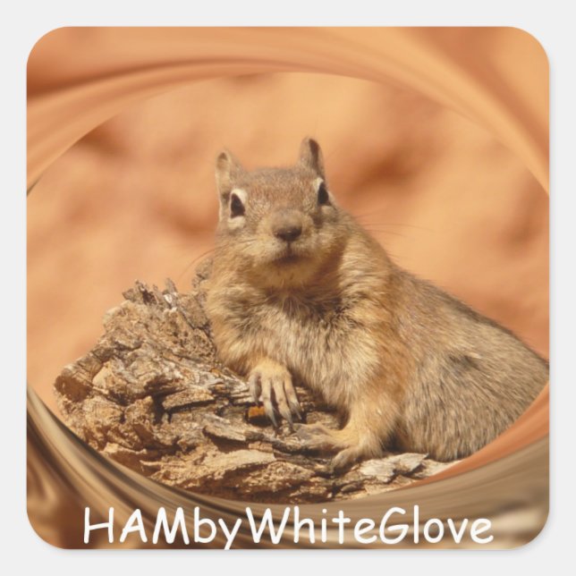 HAMbyWG - Stickers - Eichhörnchen in Swirrel-Logo (Vorderseite)