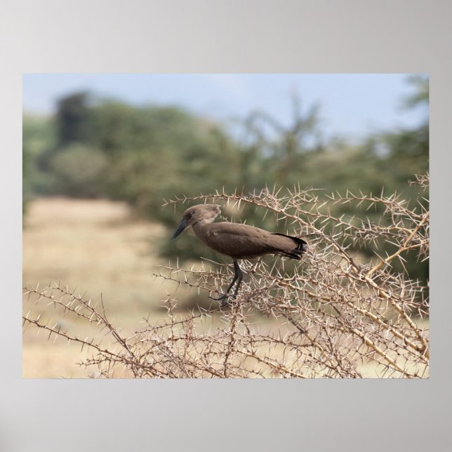 Hamerkop in Thorns - African Bird Poster (Vorne)