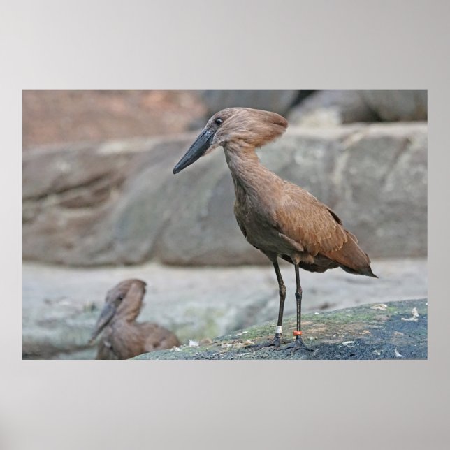 Hamerkop (Scopus umbretta) Poster (Vorne)